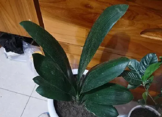 植物常识问题|君子兰如何自制养花肥