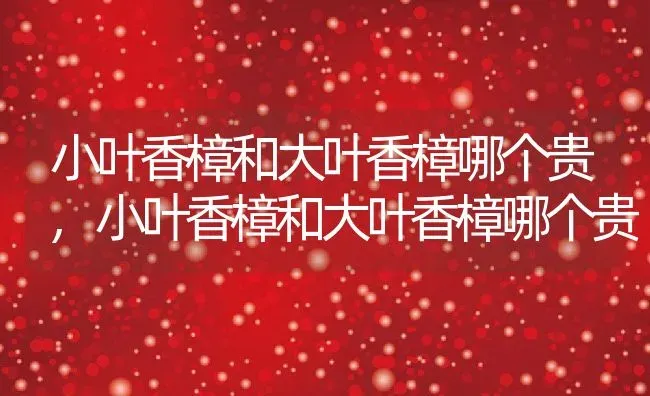 小叶香樟和大叶香樟哪个贵,小叶香樟和大叶香樟哪个贵 | 养殖常见问题