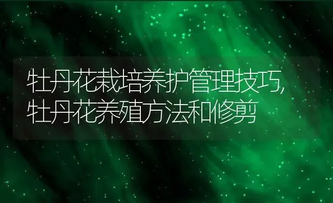 牡丹花栽培养护管理技巧,牡丹花养殖方法和修剪 | 养殖常见问题