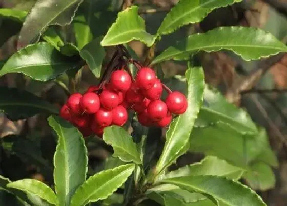 植物常识问题|朱砂根如何养护美爆整个冬季
