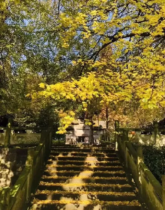 植物常识问题|成都看银杏树什么地方最美（成都周边看银杏树观景点最好）