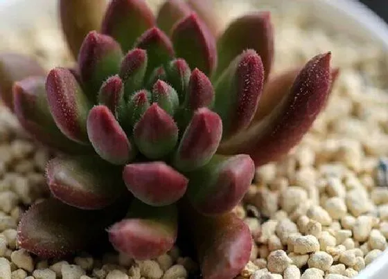 植物常识问题|给多肉配制花盆需要注意些什么