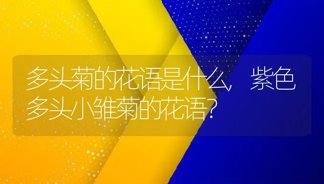 多头菊的花语是什么,紫色多头小雏菊的花语？ | 养殖常见问题