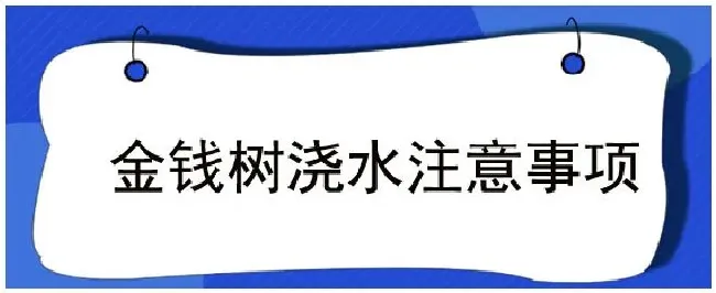 金钱树浇水注意事项 | 三农问答