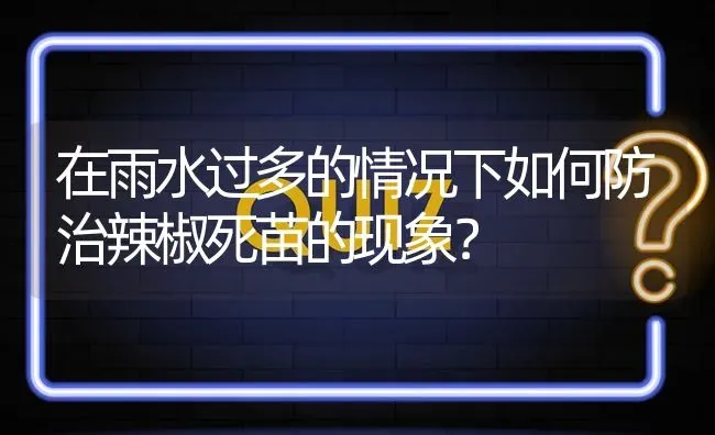 在雨水过多的情况下如何防治辣椒死苗的现象? | 养殖问题解答