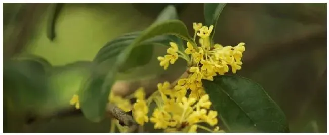 金桂什么时候剪枝 | 三农问答