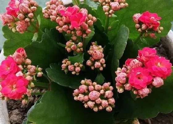 植物常识问题|夏季怎么养长寿花能安全度过三伏天