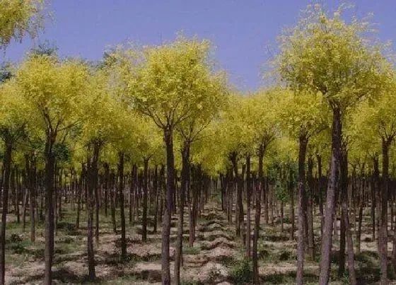 植物常识问题|槐树为什么被称为鬼树 家门口有槐树是吉还是凶