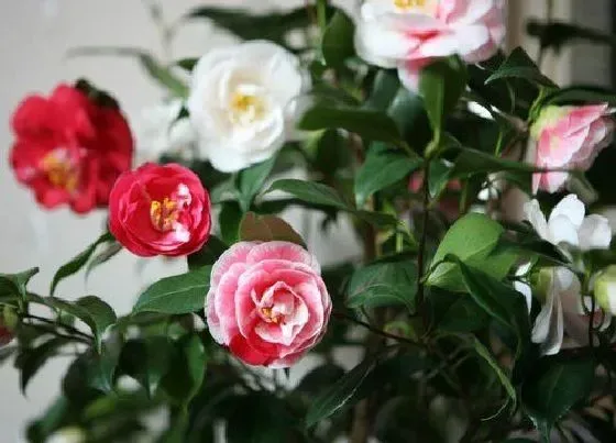植物常识问题|茶花盆里出现红蜘蛛该怎么防治