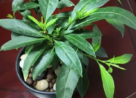 植物常识问题|这几种有毒的花卉你知道吗