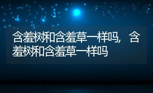 含羞树和含羞草一样吗,含羞树和含羞草一样吗 | 养殖常见问题