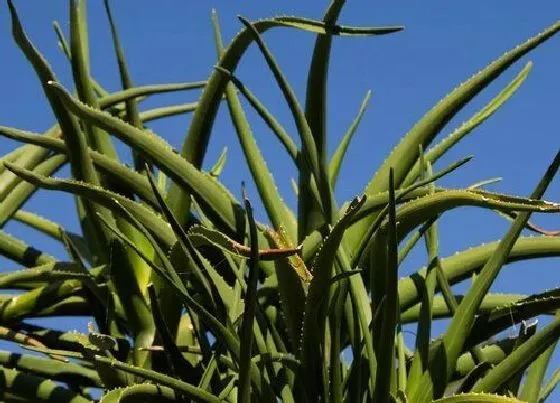 植物常识问题|芦荟不长侧芽怎么办  怎么养侧芽冒不停