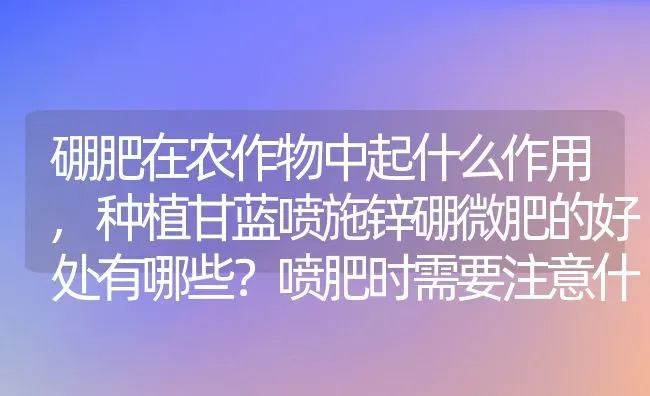 硼肥在农作物中起什么作用,种植甘蓝喷施锌硼微肥的好处有哪些？喷肥时需要注意什么 | 养殖常见问题