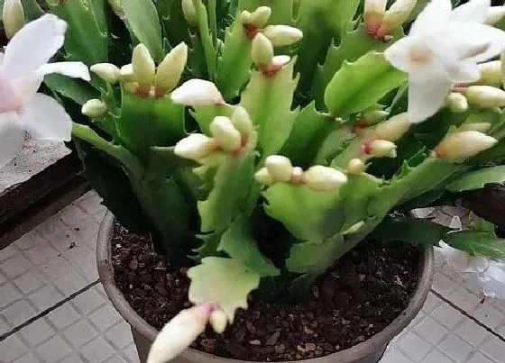 植物常识问题|扦插蟹爪兰叶片腐烂如何避免