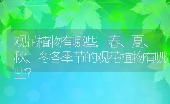 观花植物有哪些,春、夏、秋、冬各季节的观花植物有哪些？ | 养殖常见问题