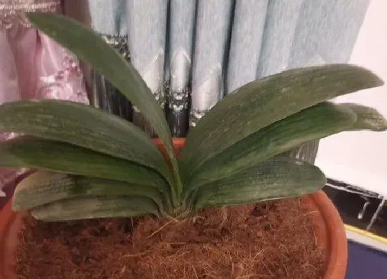 植物常识问题|入秋君子兰不开花怎么解决