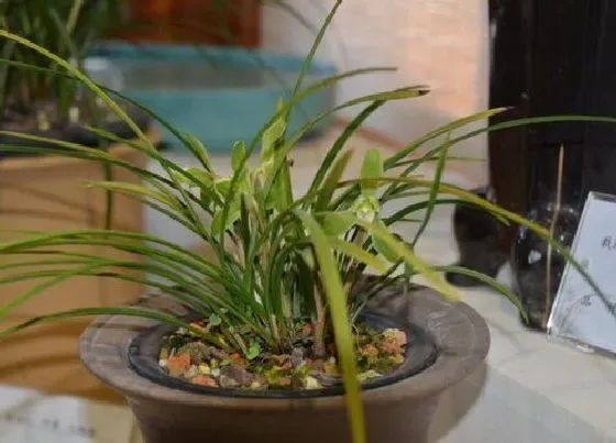 植物常识问题|新手养花一定要知道的养花技巧