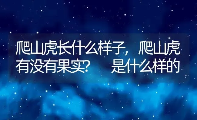 爬山虎长什么样子,爬山虎有没有果实? 是什么样的 | 养殖常见问题