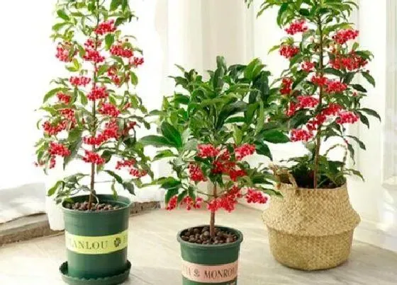 植物常识问题|朱砂根如何养护美爆整个冬季