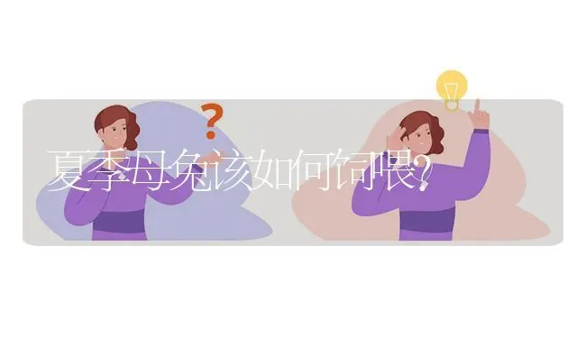 夏季母兔该如何饲喂? | 养殖问题解答