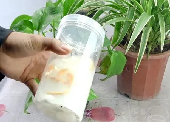 植物常识问题|牛奶可以浇花吗 牛奶可以直接浇花浇植物吗