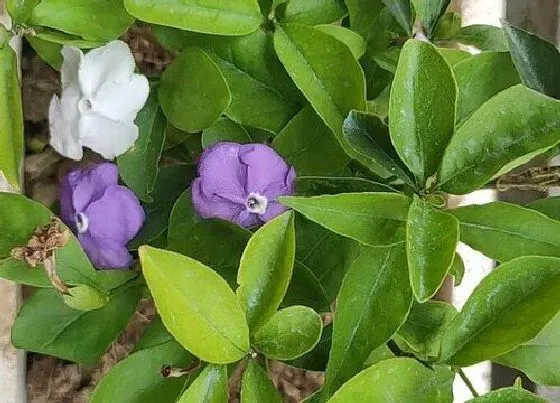 植物常识问题|冬季怎么养茉莉花加速枝条木质化