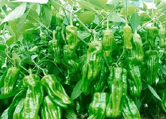 植物常识问题|辣椒为什么只开花不结果而且花都掉了（开花后不结果实）