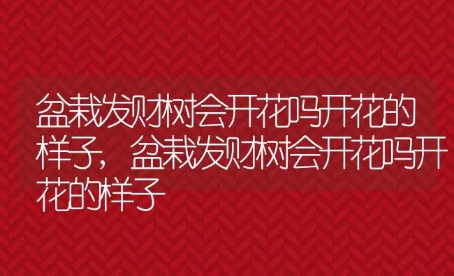 盆栽发财树会开花吗开花的样子,盆栽发财树会开花吗开花的样子 | 养殖常见问题