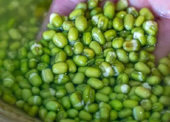 植物常识问题|生发绿豆芽的正确方法 绿豆怎样发豆芽又快又简单