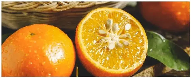 湖南为什么不能种植沃柑 | 农业问题