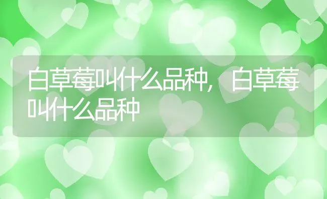 白草莓叫什么品种,白草莓叫什么品种 | 养殖常见问题