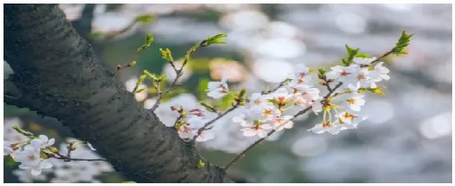 樱花是落叶还是常绿 | 农业常识