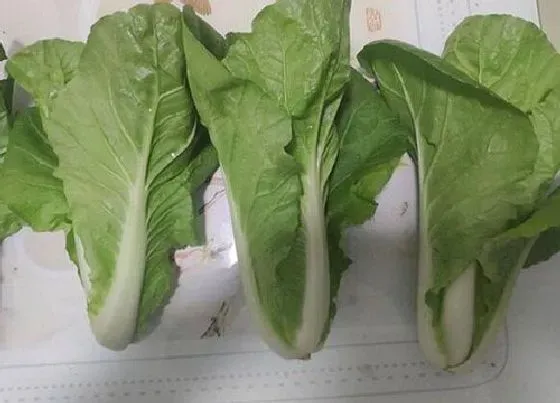 植物常识问题|白菜什么时候种