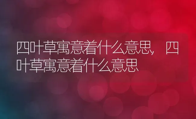 四叶草寓意着什么意思,四叶草寓意着什么意思 | 养殖常见问题