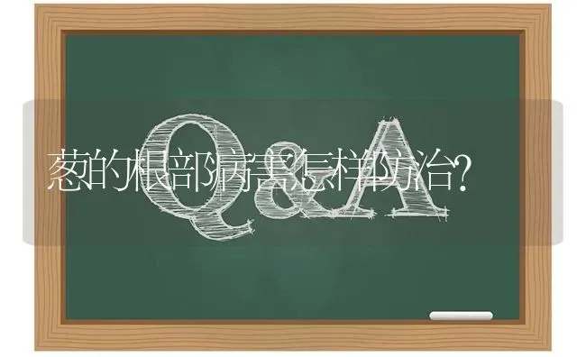 葱的根部病害怎样防治? | 养殖问题解答