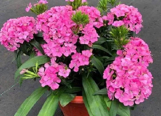 植物常识问题|石竹花可以露天过冬吗 北方石竹花在室外会冻死吗