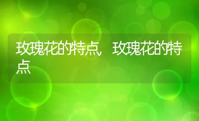 玫瑰花的特点,玫瑰花的特点 | 养殖常见问题