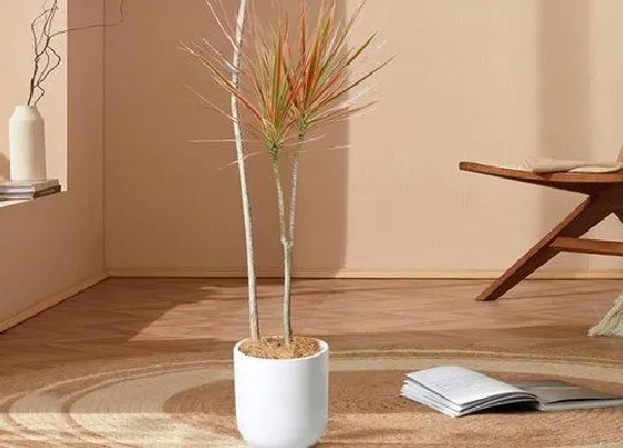 植物常识问题|千年木好养活吗