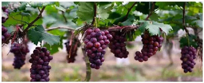 葡萄树苗种植注意事项 | 农业答疑