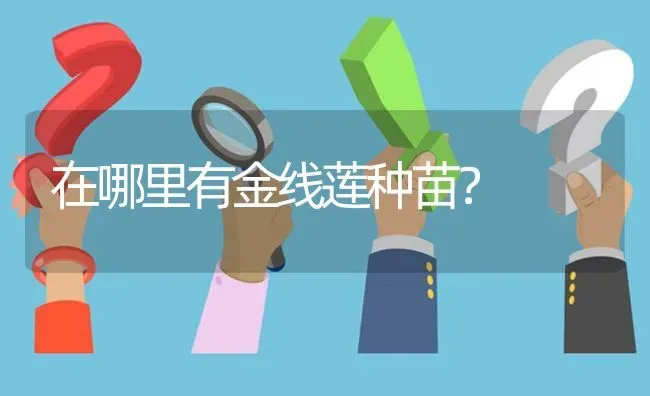 在哪里有金线莲种苗? | 养殖问题解答