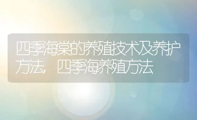 四季海棠的养殖技术及养护方法,四季海养殖方法 | 养殖常见问题