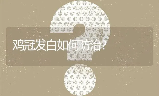 鸡冠发白如何防治? | 养殖问题解答