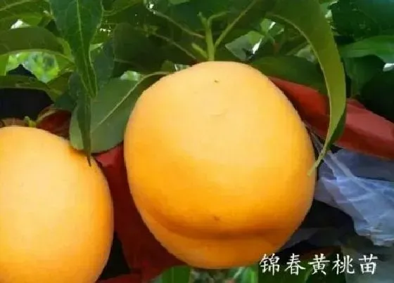 植物常识问题|黄桃苗优良品种有哪些 黄桃树苗什么品种最好