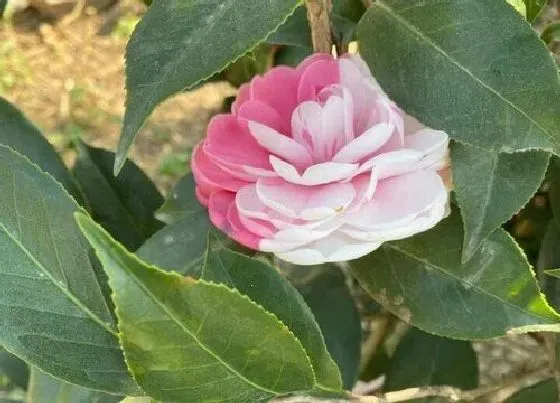 植物常识问题|茶花如何养殖花期开爆盆