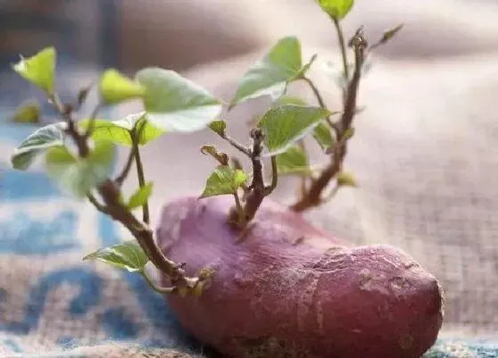 植物常识问题|番薯发芽了可以吃吗 吃了会怎样呢