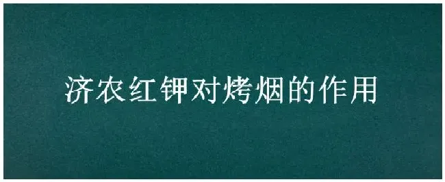 济农红钾对烤烟的作用 | 生活常识