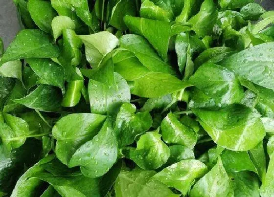 植物常识问题|绿萝吊兰叶子经常发黄怎么办