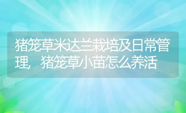 猪笼草米达兰栽培及日常管理,猪笼草小苗怎么养活 | 养殖常见问题