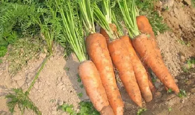 植物常识问题|胡萝卜都裂开了是什么原因（胡萝卜有裂口怎么回事）