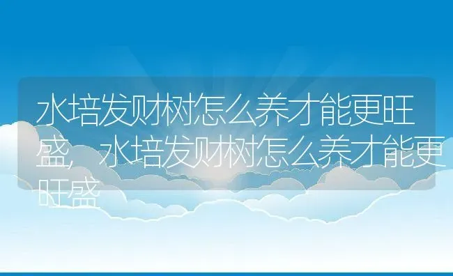 水培发财树怎么养才能更旺盛,水培发财树怎么养才能更旺盛 | 养殖常见问题